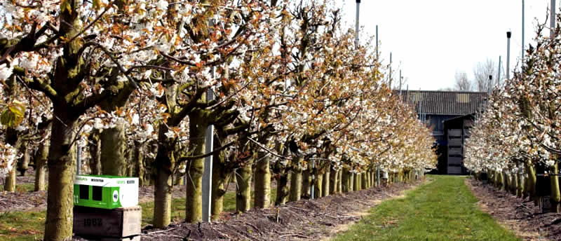 Natupol Booster - Einsatz in einer Plantage