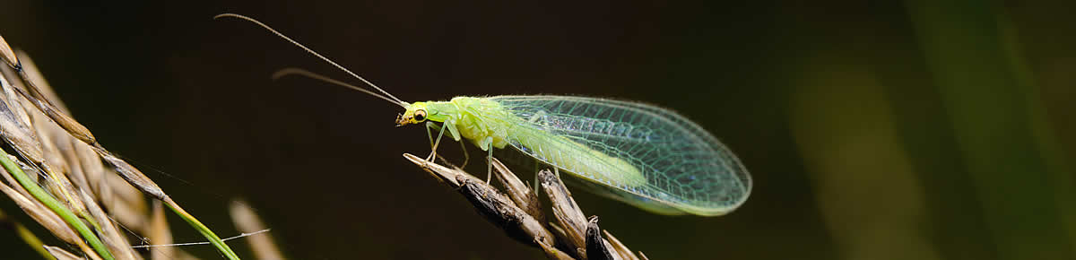 Biologischer Pflanzenschutz durch Insekten